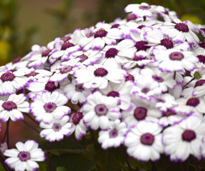 Aster-(2)