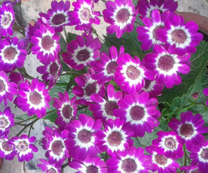 Aster-(5)