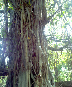 Ficus-benghalensis--(-Bar-T