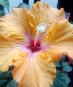 Hibiscus-rosa-sinensis-(2)