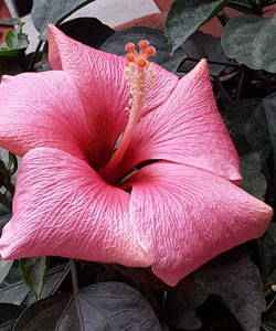 Hibiscus-rosa-sinensis-(3)
