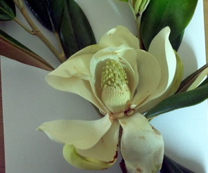 Magnolia-Flower