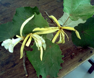 Pterospermum-acerifolium---
