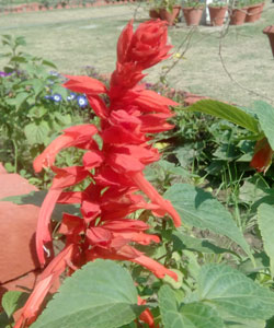 Salvia-splendens-red-flower