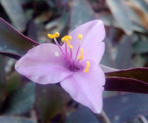 Tradescantia-flower