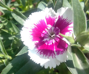 carnation-Dianthus-caryolph