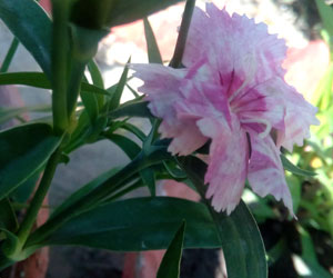 carnation-Dianthus-caryophy